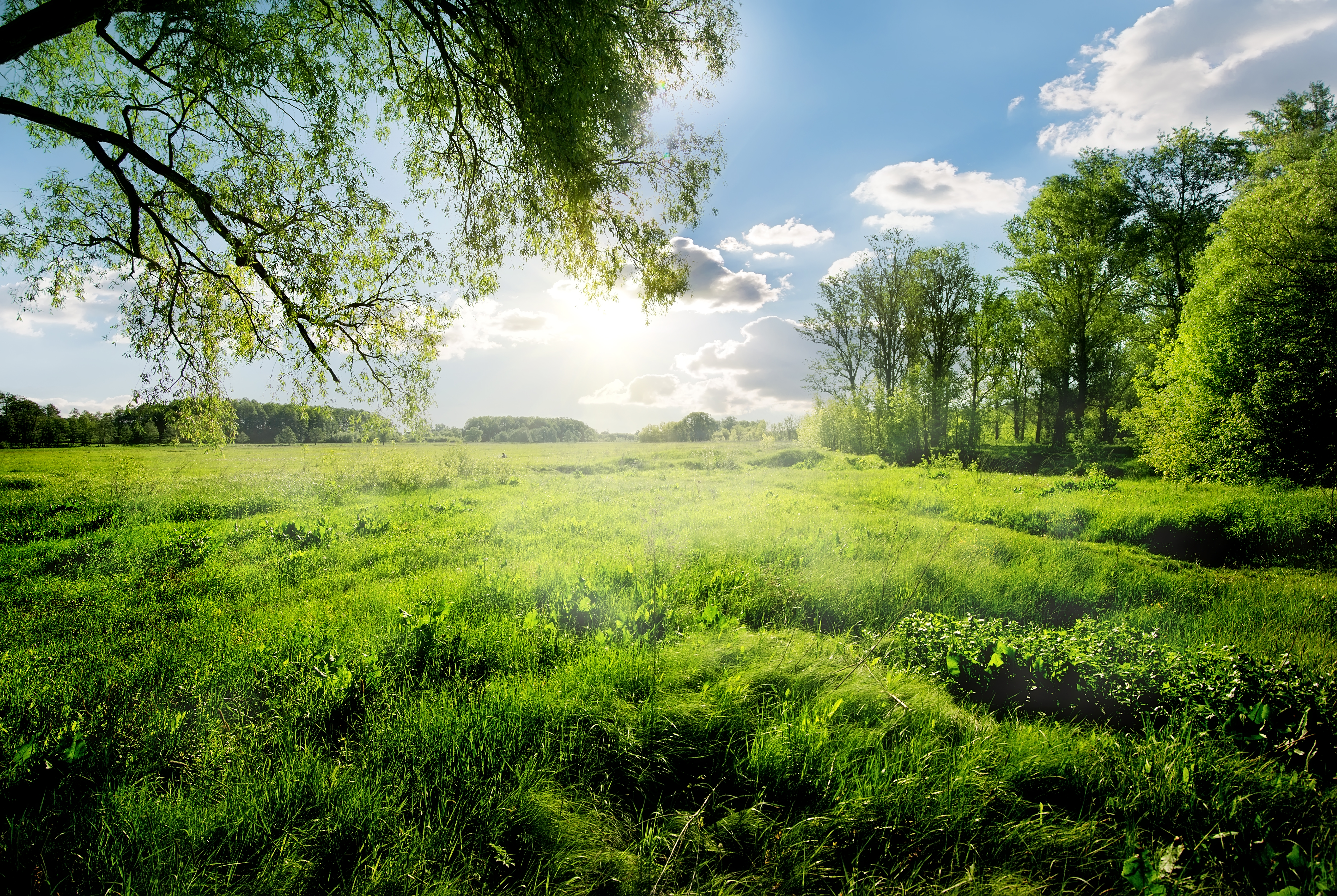 paisagem verde